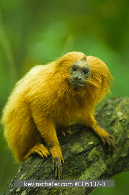TAMARIN, GOLDEN LION: (Leontopithecus rosalia) WILD, Poco das Antas Reserve, Atlantic Forest, Southeast Brazil.
