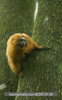 TAMARIN, GOLDEN LION: (Leontopithecus rosalia) WILD, Poco das Antas Reserve, Atlantic Forest, Southeast Brazil.