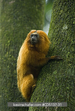 TAMARIN, GOLDEN LION: (Leontopithecus rosalia) WILD, Poco das Antas Reserve, Atlantic Forest, Southeast Brazil.