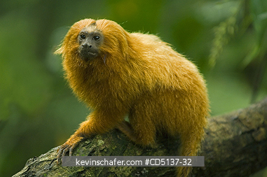 TAMARIN, GOLDEN LION: (Leontopithecus rosalia) WILD, Poco das Antas Reserve, Atlantic Forest, Southeast Brazil.