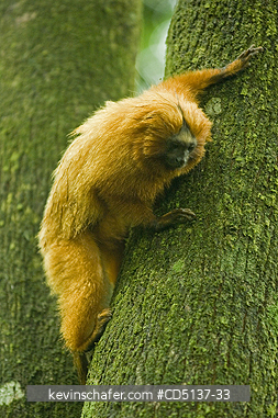 TAMARIN, GOLDEN LION: (Leontopithecus rosalia) WILD, Poco das Antas Reserve, Atlantic Forest, Southeast Brazil.