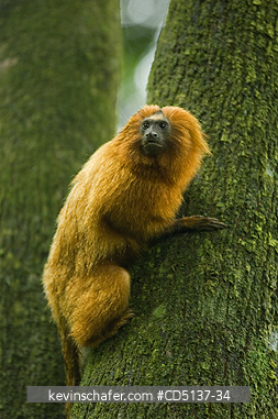 TAMARIN, GOLDEN LION: (Leontopithecus rosalia) WILD, Poco das Antas Reserve, Atlantic Forest, Southeast Brazil.