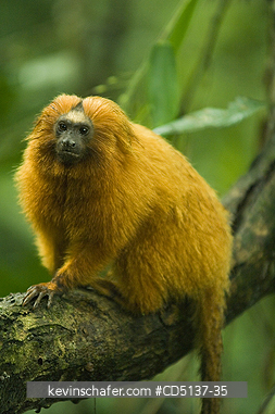 TAMARIN, GOLDEN LION: (Leontopithecus rosalia) WILD, Poco das Antas Reserve, Atlantic Forest, Southeast Brazil.
