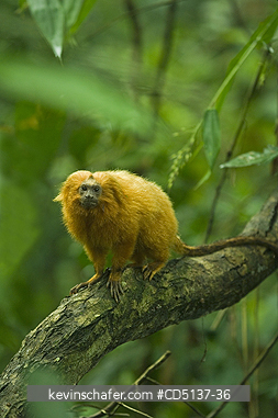 TAMARIN, GOLDEN LION: (Leontopithecus rosalia) WILD, Poco das Antas Reserve, Atlantic Forest, Southeast Brazil.