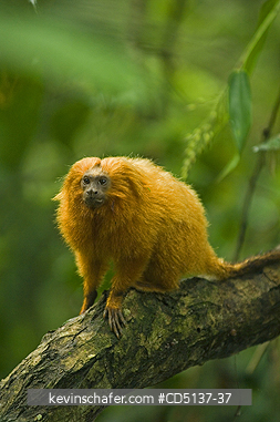 TAMARIN, GOLDEN LION: (Leontopithecus rosalia) WILD, Poco das Antas Reserve, Atlantic Forest, Southeast Brazil.