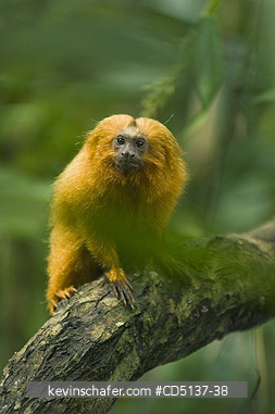 TAMARIN, GOLDEN LION: (Leontopithecus rosalia) WILD, Poco das Antas Reserve, Atlantic Forest, Southeast Brazil.