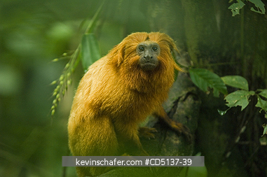 TAMARIN, GOLDEN LION: (Leontopithecus rosalia) WILD, Poco das Antas Reserve, Atlantic Forest, Southeast Brazil.