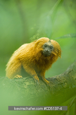 TAMARIN, GOLDEN LION: (Leontopithecus rosalia) WILD, Poco das Antas Reserve, Atlantic Forest, Southeast Brazil.