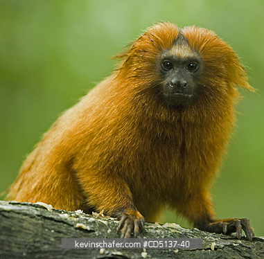 TAMARIN, GOLDEN LION: (Leontopithecus rosalia) WILD, Poco das Antas Reserve, Atlantic Forest, Southeast Brazil.