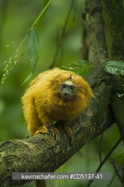TAMARIN, GOLDEN LION: (Leontopithecus rosalia) WILD, Poco das Antas Reserve, Atlantic Forest, Southeast Brazil.
