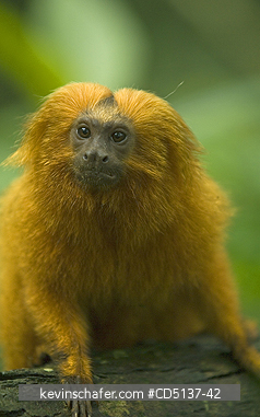 TAMARIN, GOLDEN LION: (Leontopithecus rosalia) WILD, Poco das Antas Reserve, Atlantic Forest, Southeast Brazil.