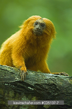 TAMARIN, GOLDEN LION: (Leontopithecus rosalia) WILD, Poco das Antas Reserve, Atlantic Forest, Southeast Brazil.