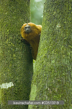 TAMARIN, GOLDEN LION: (Leontopithecus rosalia) WILD, Poco das Antas Reserve, Atlantic Forest, Southeast Brazil.