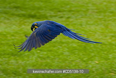 MACAW, HYACINTH: (Anodorhynchus hyacinthinus) In flight, Pantanal, Mato Grosso, Brazil.