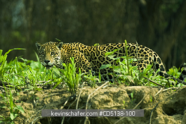 JAGUAR: (Panthera onca) Female walking alongshore of Piquiri RIver, Pantanal, Mato Grosso, Brazil.