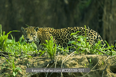 JAGUAR: (Panthera onca) Female walking along shore of Piquiri RIver, Pantanal, Mato Grosso, Brazil.