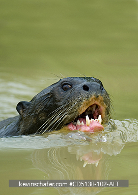 OTTER, GIANT: (Pteronura brasiliensis), wild, swimming in Pixaim River, Pantanal, Mato Grosso, Brazil.