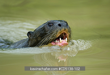 OTTER, GIANT: (Pteronura brasiliensis), wild, Pixaim River, Pantanal, Mato Grosso, Brazil.