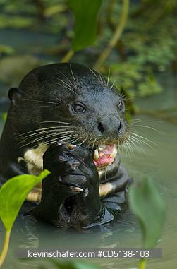 OTTER, GIANT: (Pteronura brasiliensis), wild, eating fish, Pixaim River, Pantanal, Mato Grosso, Brazil.