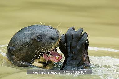 OTTER, GIANT: (Pteronura brasiliensis), wild, eating a fish, Pixaim River, Pantanal, Mato Grosso, Brazil.