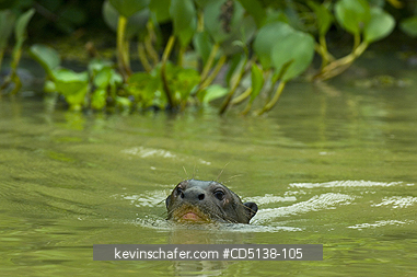 OTTER, GIANT: (Pteronura brasiliensis), wild, swimming, Pixaim River, Pantanal, Mato Grosso, Brazil.