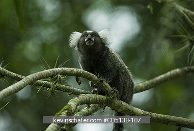 MARMOSET, TUFTED EAR: (Callithrix jacchus jacchus) Botanical Garden, Rio de Janeiro, Brazil.