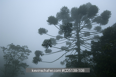 BRAZIL, LANDSCAPE: Atlantic Forest, Itatiaia National Park, Mantiqueira Range, Rio State,  Fog and Araucaria tree