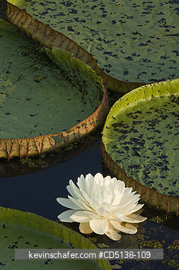 LILIES: (Victoria regia) Giant Amazon Water Lilies, Pantanal, Mato Grosso, Brazil.