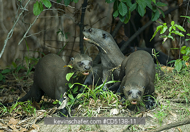 OTTER, GIANT: (Pteronura brasiliensis) wild, Pixaim River, Pantanal, Mato Grosso, Brazil.