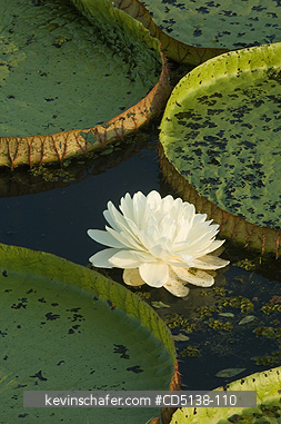 LILIES: (Victoria regia) Giant Amazon Water Lilies, Pantanal, Mato Grosso, Brazil.