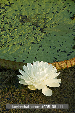 LILIES: (Victoria regia) Giant Amazon Water Lilies, Pantanal, Mato Grosso, Brazil.