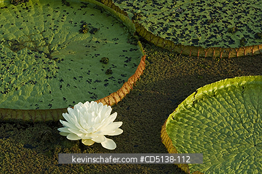 LILIES: (Victoria regia) Giant Amazon Water Lilies, Pantanal, Mato Grosso, Brazil.