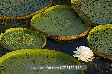 LILIES: (Victoria regia) Giant Amazon Water Lilies, Pantanal, Mato Grosso, Brazil.