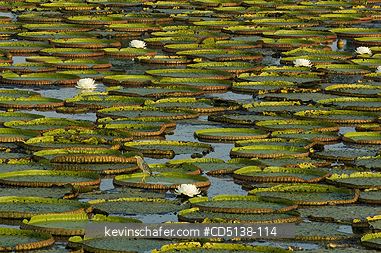 LILIES: (Victoria regia) Giant Amazon Water Lilies, Pantanal, Mato Grosso, Brazil.