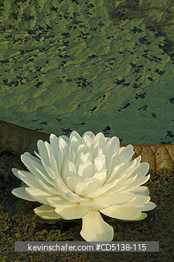 LILIES: (Victoria regia) Giant Amazon Water Lilies, Pantanal, Mato Grosso, Brazil.
