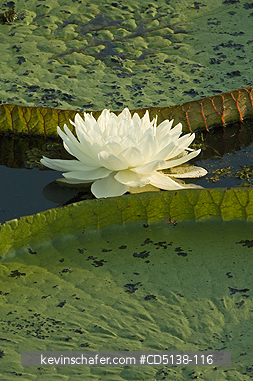 LILIES: (Victoria regia) Giant Amazon Water Lilies, Pantanal, Mato Grosso, Brazil.