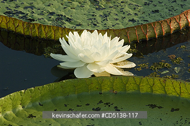 LILIES: (Victoria regia) Giant Amazon Water Lilies, Pantanal, Mato Grosso, Brazil.