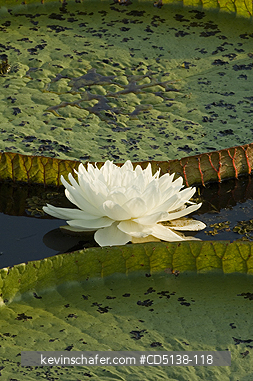 LILIES: (Victoria regia) Giant Amazon Water Lilies, Pantanal, Mato Grosso, Brazil.