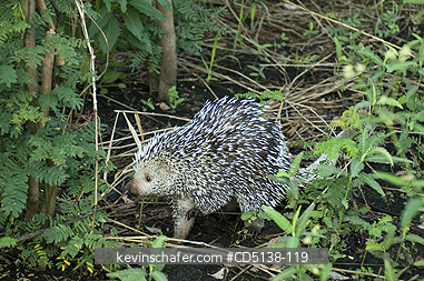 PORCUPINE, BRAZILIAN: (Coendou prehensilis) in brush, Pantanal, Mato Grosso, Brazil.