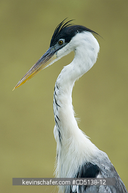 HERON, COCOI: (Ardea cocoi) Pantanal, Mato Grosso, Brazil.