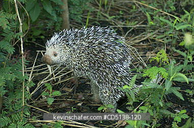 PORCUPINE, BRAZILIAN: (Coendou prehensilis) in brush, Pantanal, Mato Grosso, Brazil.