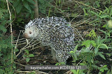 PORCUPINE, BRAZILIAN: (Coendou prehensilis) in brush, Pantanal, Mato Grosso, Brazil.