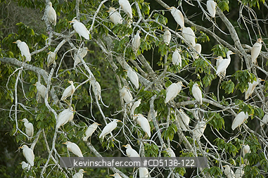 BIRDS, CATTLE EGRETS: (Bubulcus ibis) Nighttime roost, Cuiaba River, Pantanal Mato Grosso BRAZIL