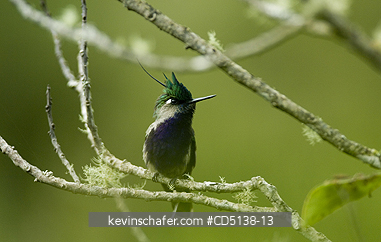 HUMMINGBIRD, BLACK CHESTED PLOVERCREST: (Stephanoxis ialandi) in tree, Itatiaia National Park, Southeast Brazil.