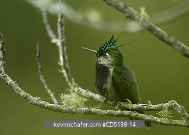 HUMMINGBIRD, BLACK CHESTED PLOVERCREST: (Stephanoxis ialandi) in tree, Itatiaia National Park, Southeast Brazil.