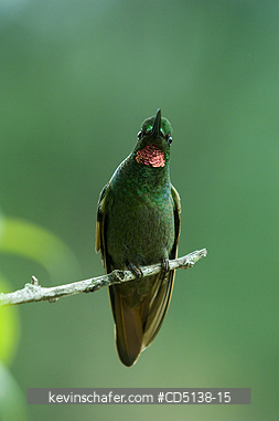 HUMMINGBIRD, BRAZILIAN RUBY: (Clytolaema rubicauda) Itatiaia National Park, Southeast Brazil.
