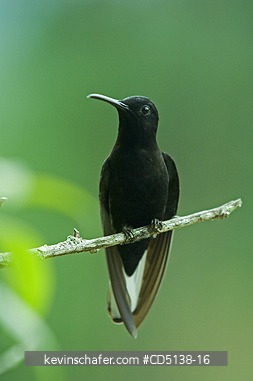 HUMMINGBIRD, BLACK JACOBIN: (Melanotrochilus fuscus), in tree, Itatiaia National Park, Southeast Brazil.
