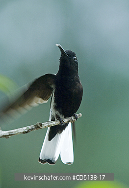 HUMMINGBIRD, BLACK JACOBIN: (Melanotrochilus fuscus), in tree, Itatiaia National Park, Southeast Brazil.