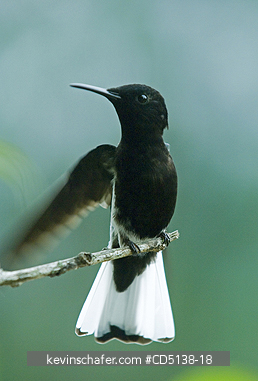 HUMMINGBIRD, BLACK JACOBIN: (Melanotrochilus fuscus), in tree, Itatiaia National Park, Southeast Brazil.