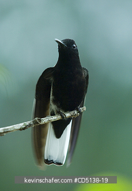 HUMMINGBIRD, BLACK JACOBIN: (Melanotrochilus fuscus), in tree, Itatiaia National Park, Southeast Brazil.